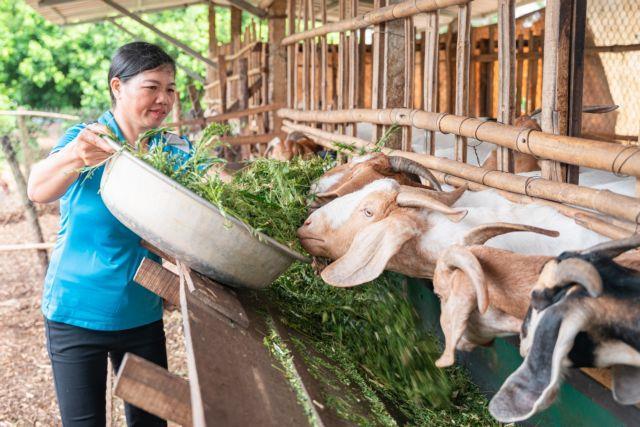 ‘She Thrives project helps 16,000 women, ethnic people in Đắk Lắk improve livelihoods