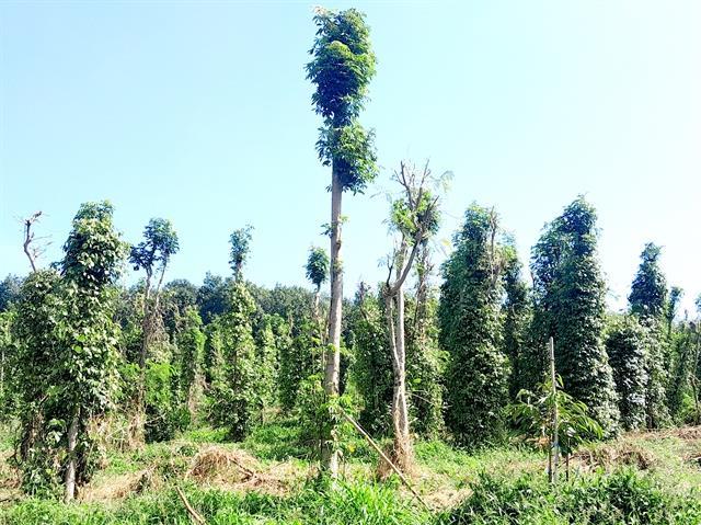 Việt Nams pepper exports surpass US1 billion in first eight months