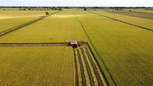 Việt Nam pushes diversification, added value to expand rice exports as key markets halt imports