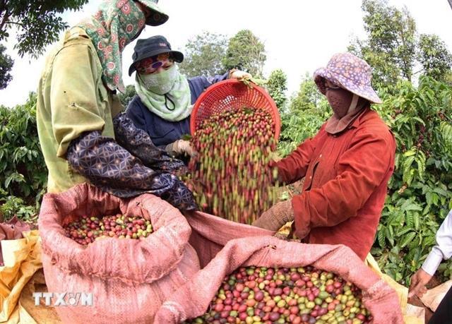 Việt Nam coffee exports to Cambodia soar
