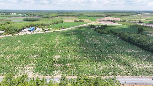 Việt Nam ranks third globally in cassava exports but supply chain faces hurdles