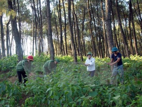 Việt Nam releases forest map as a data foundation to support EUDR compliance


