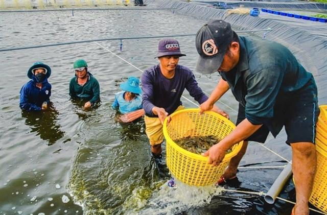 Cà Mau shrimp festival expected to attract up to 10,000 visitors