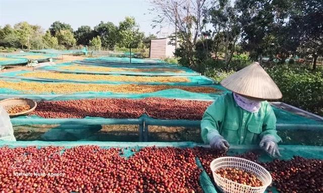 Coffee harvest season begins as selling prices face uncertainty