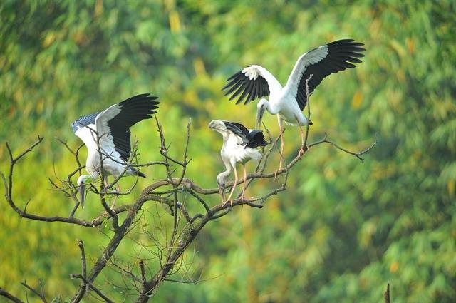 Thung Nham: A haven for birds