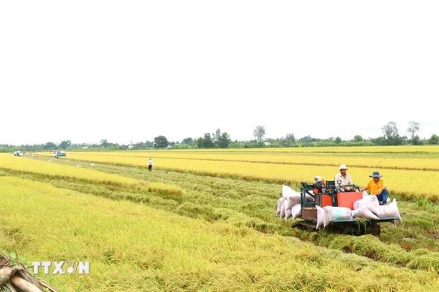 Cần Thơ to implement 581,000 GoRice project 