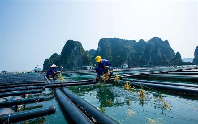 Quảng Ninh considers a concentrated offshore aquaculture