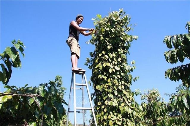 Lâm Đồng Province farmers earn high profit despite lower pepper yield