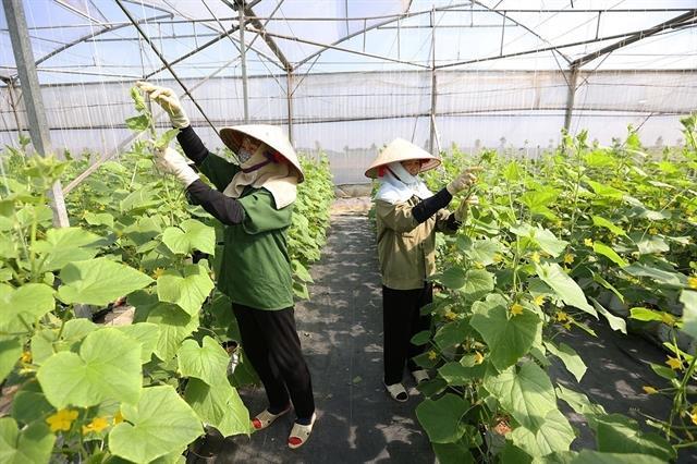 Việt Nam improves plant production regulations to facilitate exports