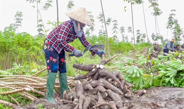 Tây Ninh targets sustainable growth for cassava industry