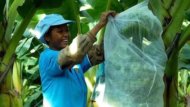 Stronger forecasting needed to support agro-forestry-fishery export growth: ministry