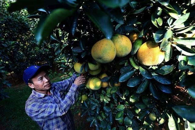 Australia announces import conditions for Vietnamese pomelos