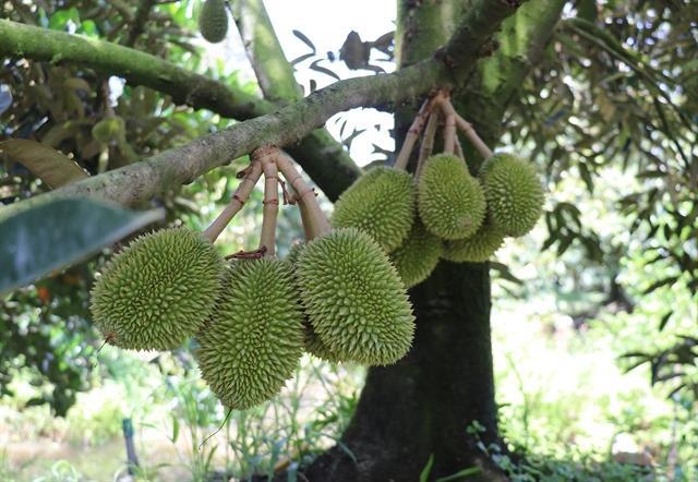 Durian trade stalls in Mekong Delta as inspection bottlenecks tighten