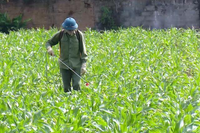 Pesticide rules redraw Việt Nam farm trade