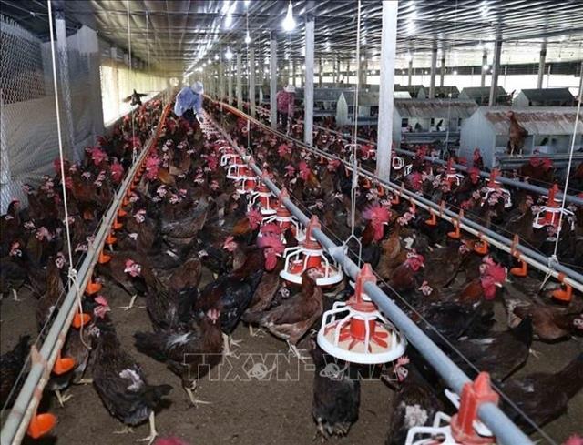 Poultry sector adapts to global challenges, eyes new export opportunities