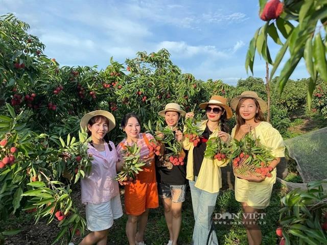 Bắc Ninh shifts lychee strategy toward quality and export value