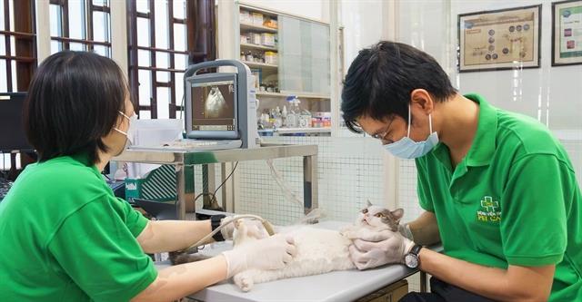 Rapid growth in Việt Nams pet market exposes domestic gap