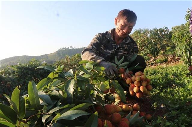 Ministry proposes facilitating customs clearance to boost lychee exports