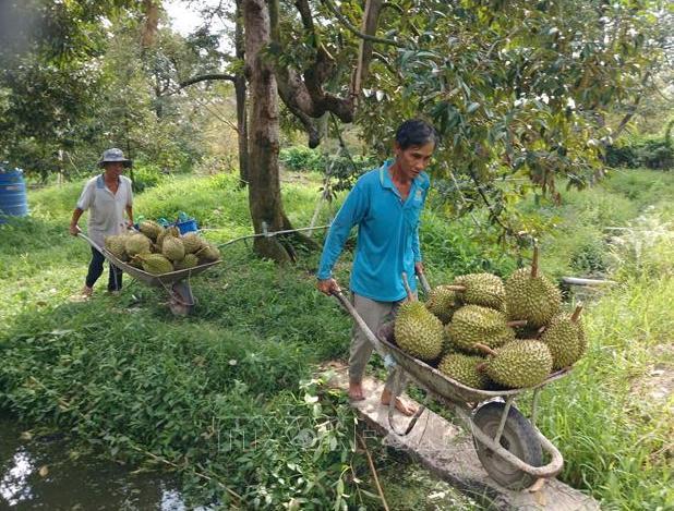 Unclogging lab bottlenecks: A strategic lifeline for durian exports