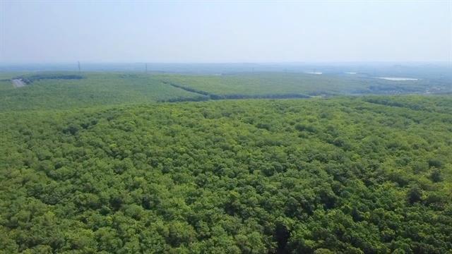 Rubber traceability accelerated as EU deforestation regulation deadline nears