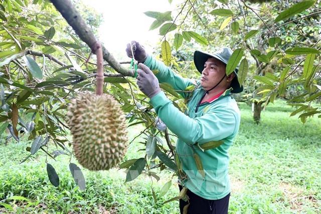 Simplifying planting area codes for farmers and exporters: Deputy Minister
