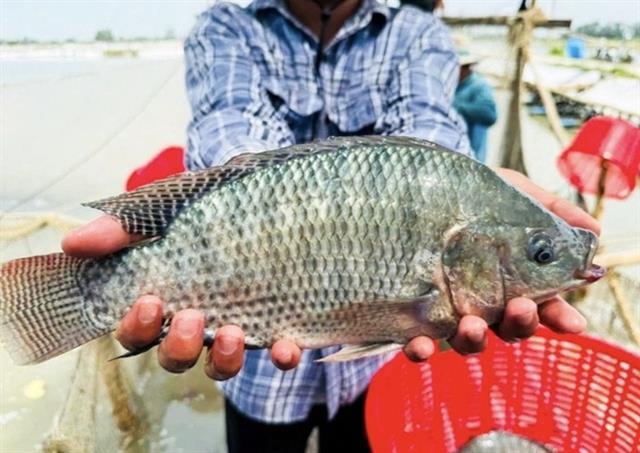 Brazil spends nearly 35 million on Vietnamese tilapia, imports surge 289-fold