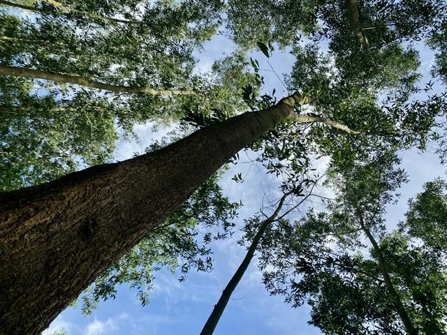 Large-diameter forests key to sustainable growth of Việt Nams wood industry