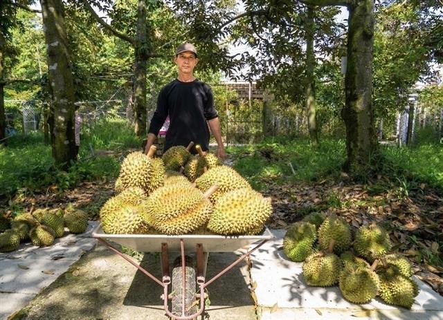 India opens market to fresh Vietnamese durian