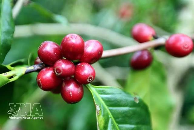Vietnamese coffee exports shine in ECs agri-food trade report