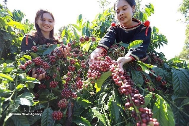 Agro-forestry-fishery exports rise 6% in first half of 2026