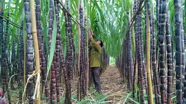 Sugar industry shifts focus to quality