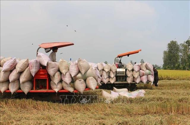 Regulations in rice exports should be streamlined to ensure equity: VCCI