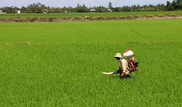Cần Thơ to host second Vietnam International Rice Festival