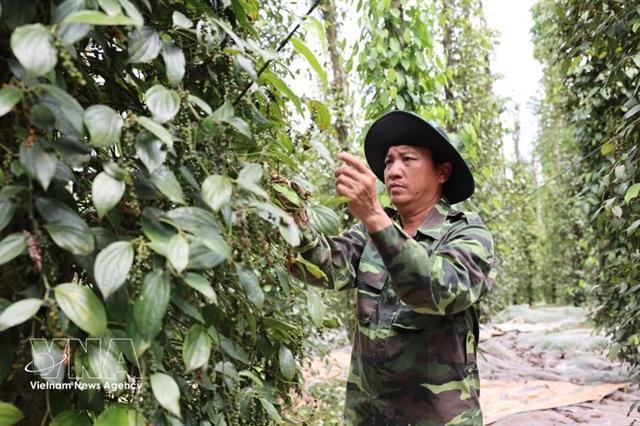 Việt Nams pepper exports grow strongly, spice industry eyes higher value