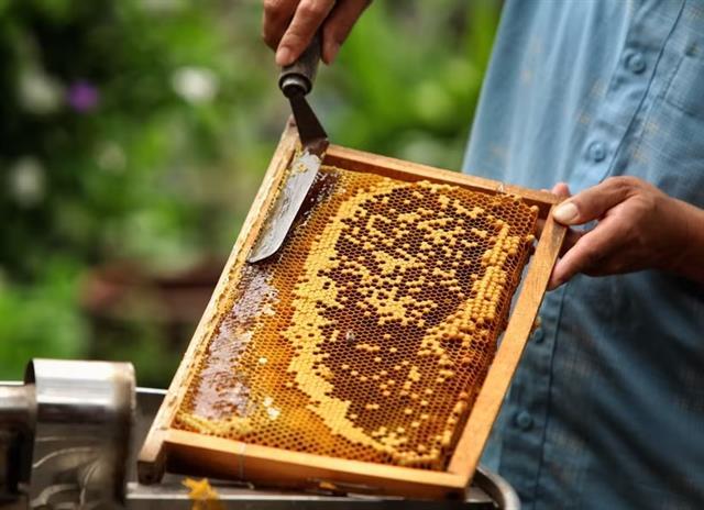 US reviews trade defence duties on Vietnamese solar panels, honey and woven bags