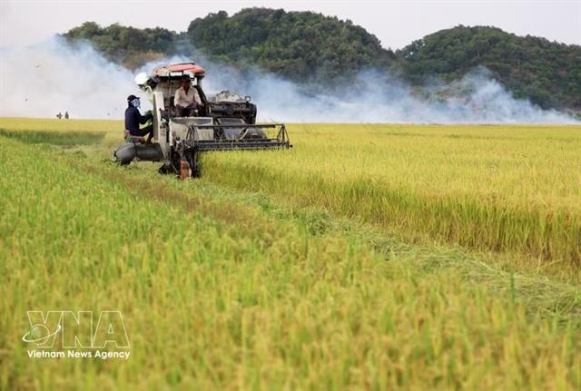 Rice exports expected to gain momentum in year-end months