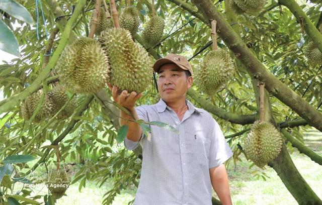 Việt Nams durian exports set sights on new record 