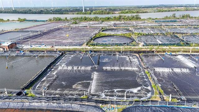 Shrimp sector under pressure over sustainability, deeper processing