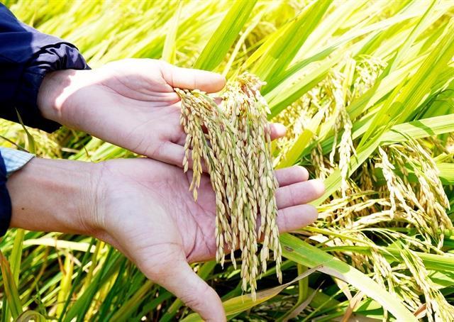Philippines record rice import plan opens export opportunities