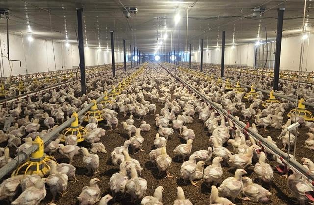 Livestock industry turns to marketing to capture higher value