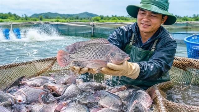 Tilapia exports to Brazil surge 222 times in eight months