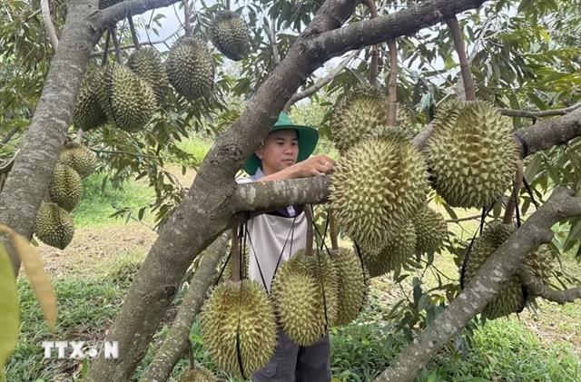 Digital technology propels Đắk Lắks agro products onto global market

