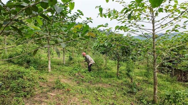 Post-mining forest restoration offers opportunities for carbon credits