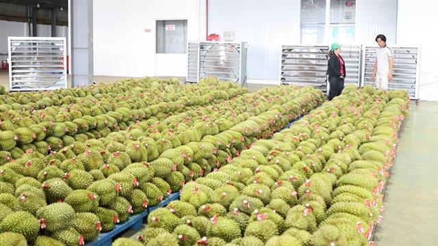 Việt Nam targets durian exports of around 4 billion in 2026