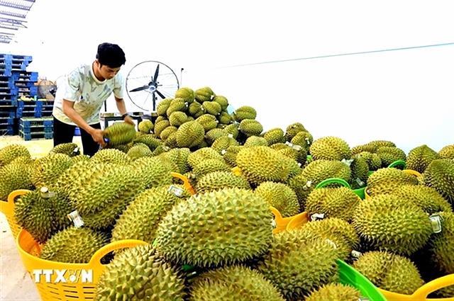 Agricultural, forestry and fishery exports reach nearly 49.3 billion after eight months