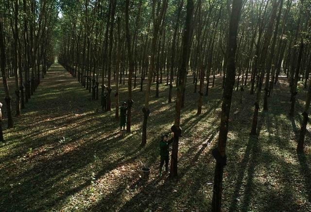 Higher rubber prices fuel stock market gains