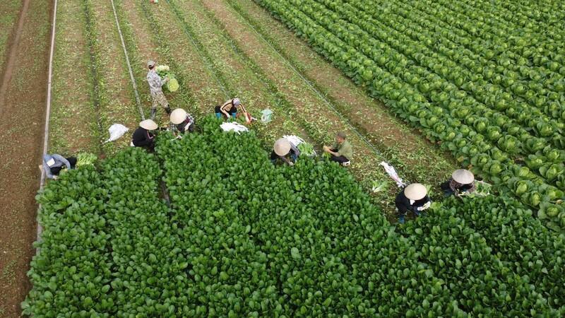 Hà Nội pushes for transparent food chains to ensure safe and sustainable agriculture