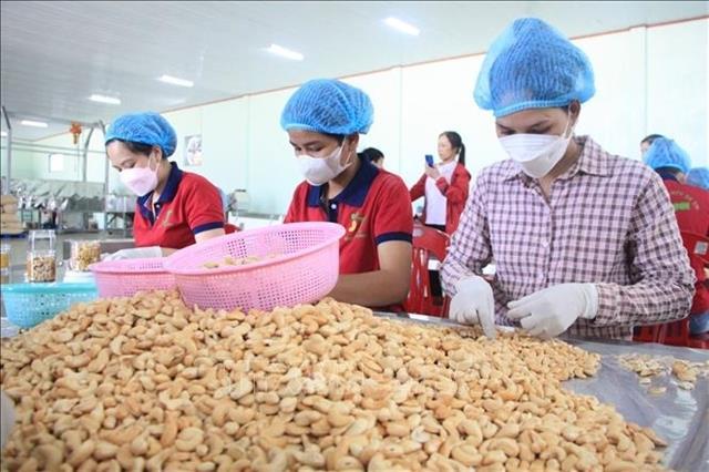 Việt Nams cashew sector braces for challenges in 2026 amid global uncertainties