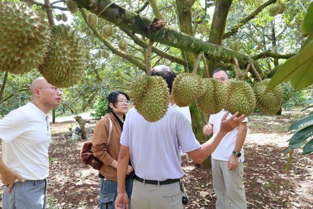 Durian supply chain critical for sustainable exports to China