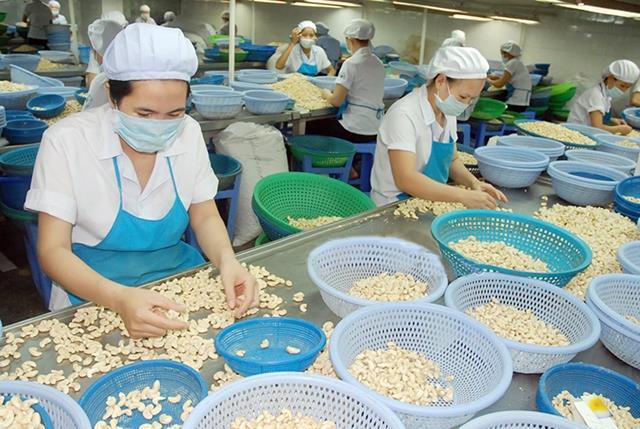 Cashew nut export to top 3 billion this year